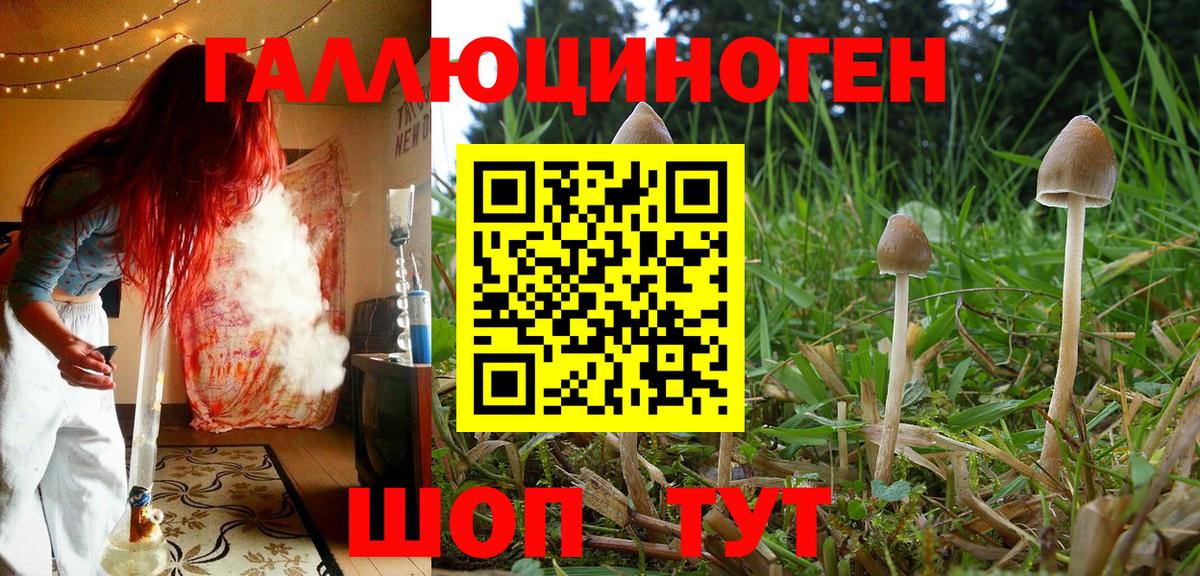 Галлюциногенные грибы прущие грибы Великий Устюг